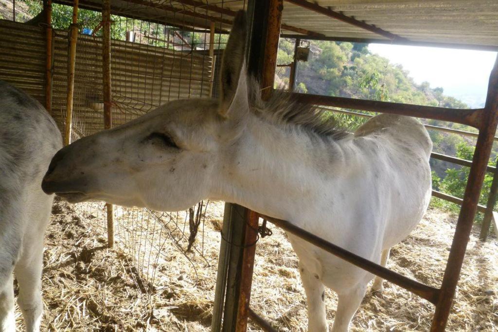 Finca Los Burros Tolatán Exterior foto